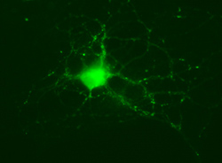 neuron