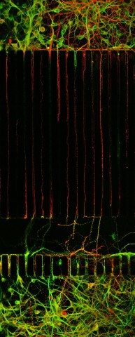 neurons-in-microfluidic-chambers-saudou-s-team_big