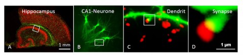 fig-3-lessmann-lab_big