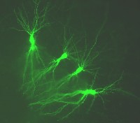 fig-5-lessmann-lab